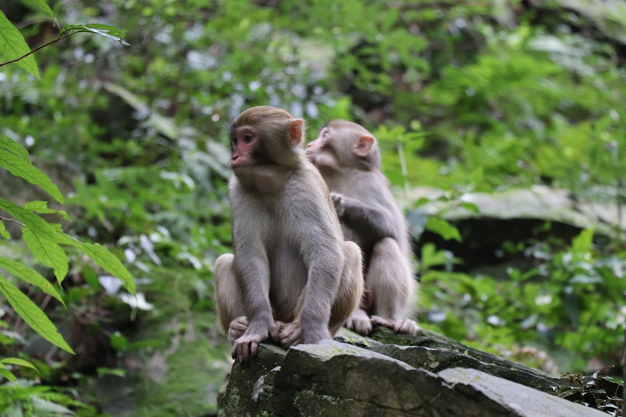 monkey forest mother free photo