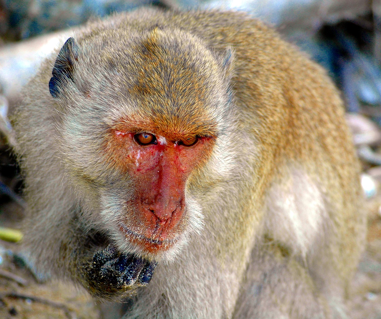 monkey thailand nature free photo