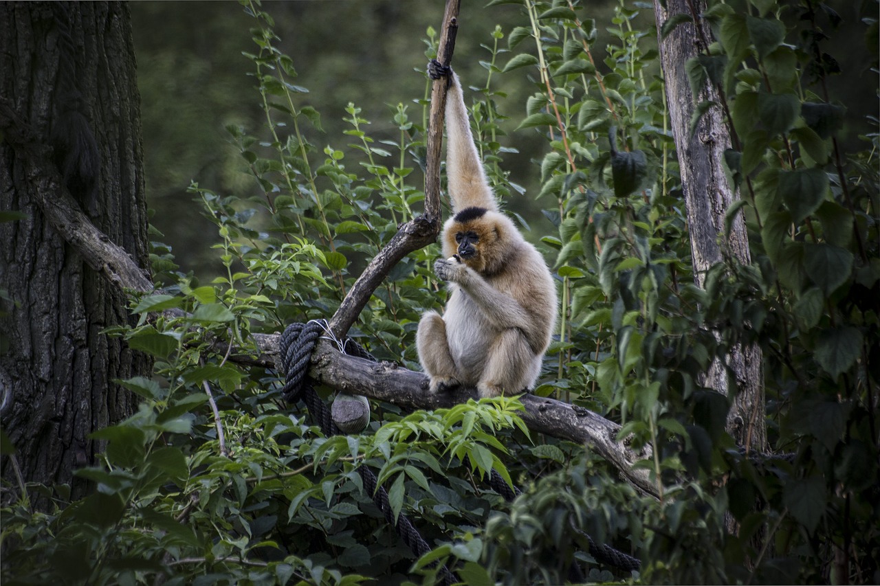 monkey zoo animals free photo