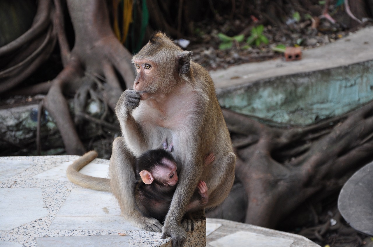 monkey mother and child nature free photo