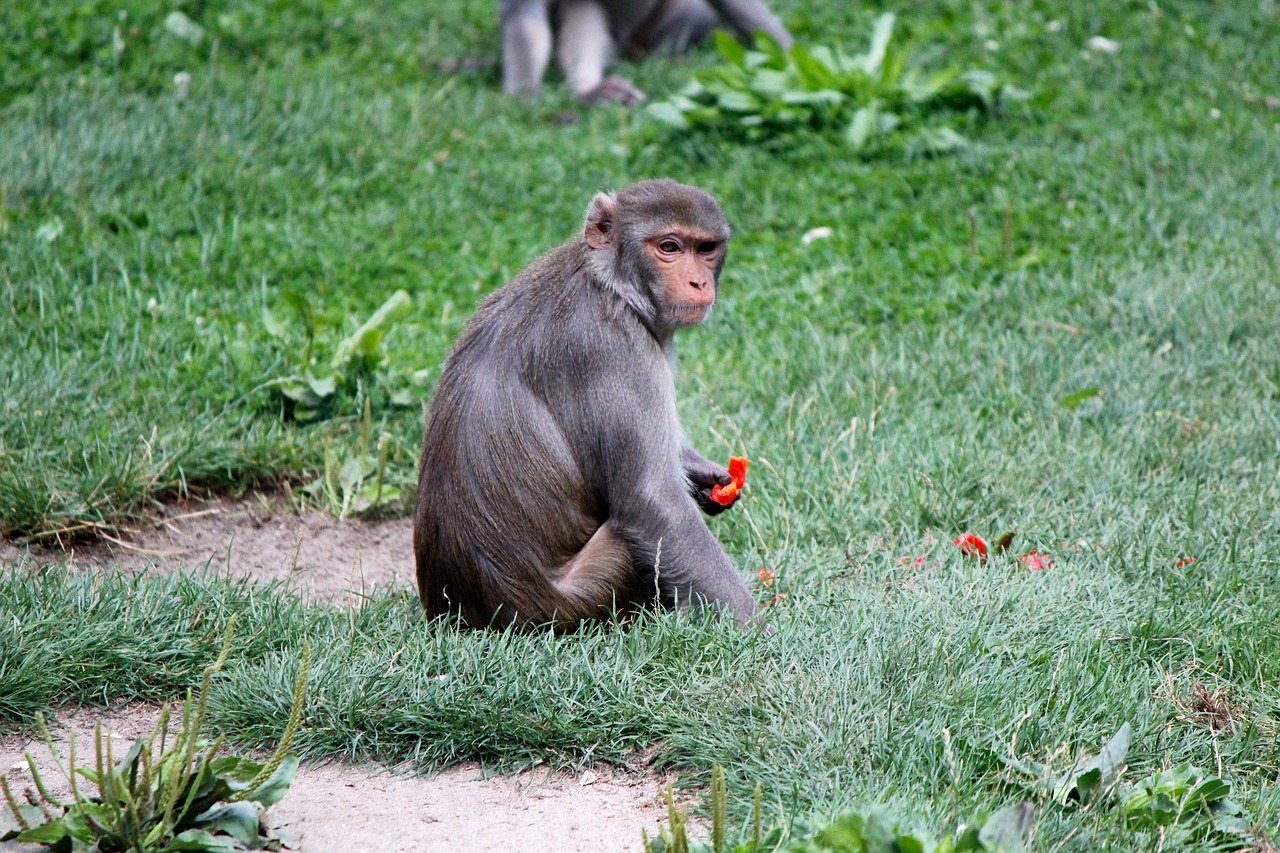 monkey zoo primate free photo