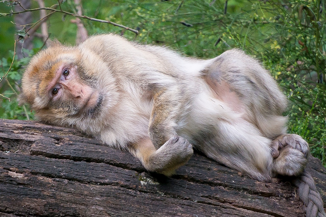 monkey sad caught free photo