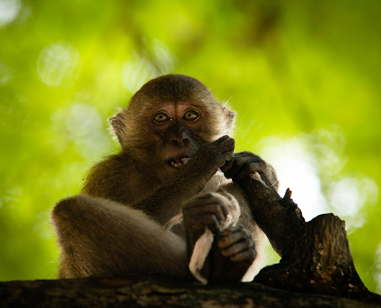 monkey thailand we're going free photo