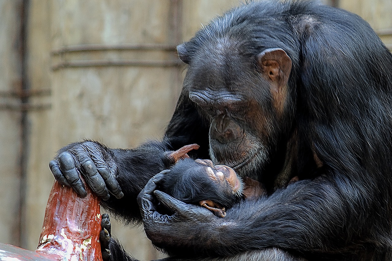 monkey chimpanzee primate free photo