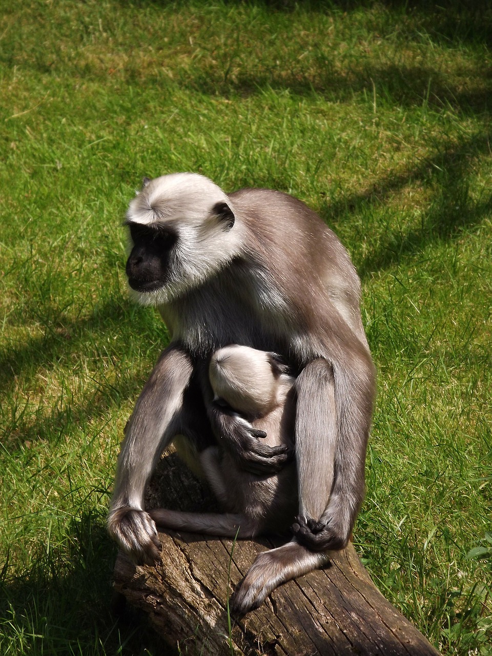 monkey monkey nut mother and child free photo