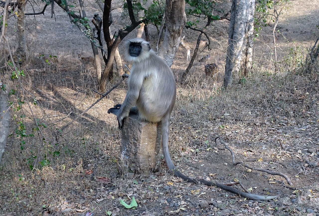 monkey langur animal free photo