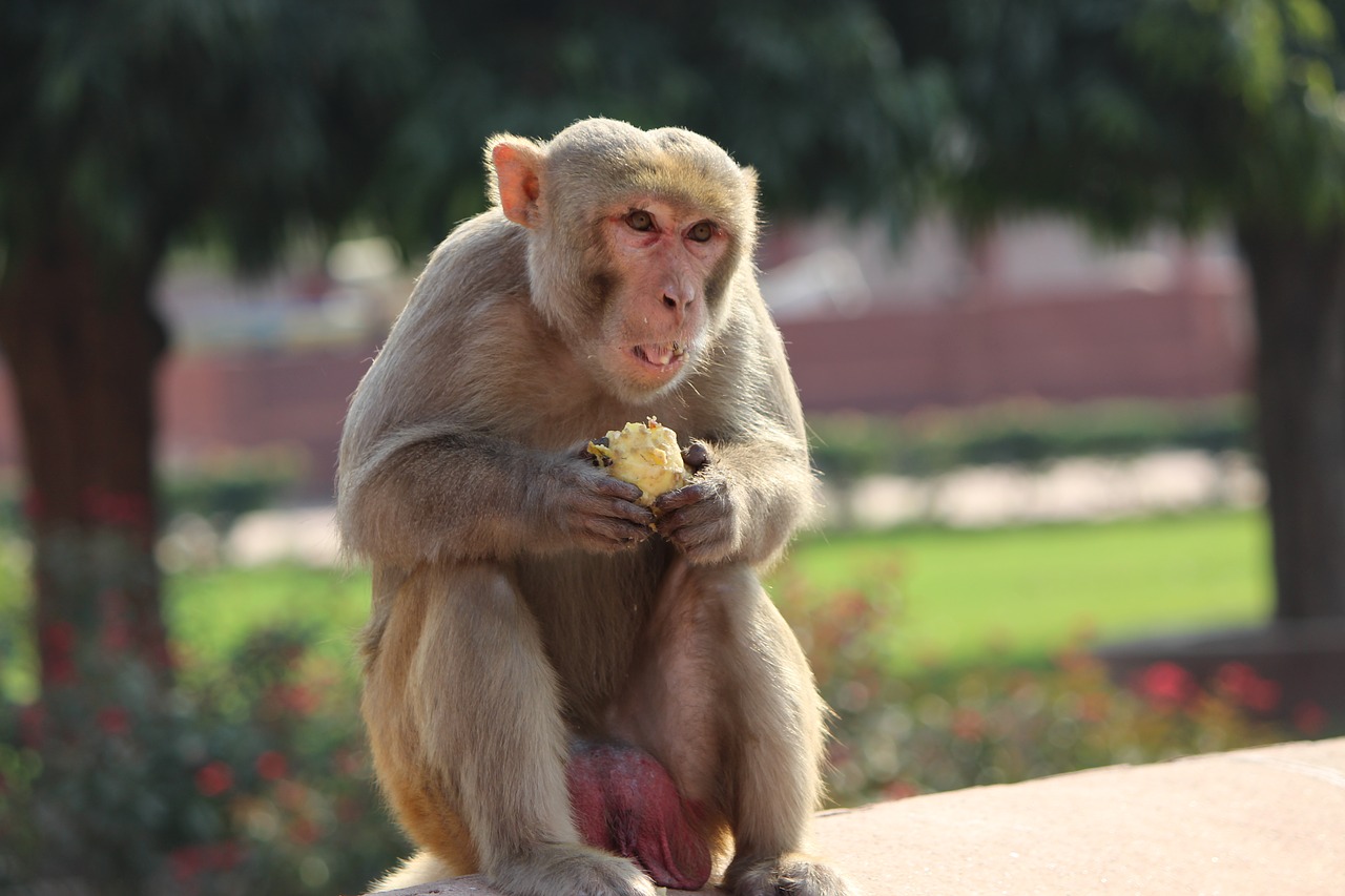 monkey animal eating monkey eating free photo