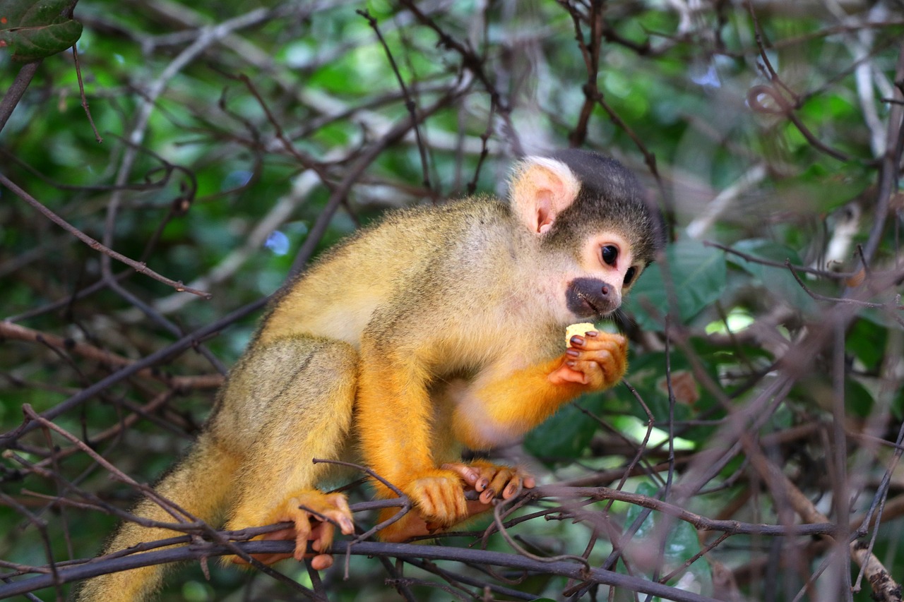 monkey bolivia amazon free photo