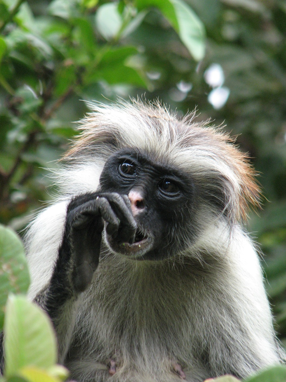 monkey zanzibar africa free photo