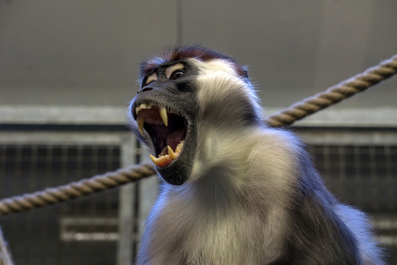 monkey zoo äffchen free photo