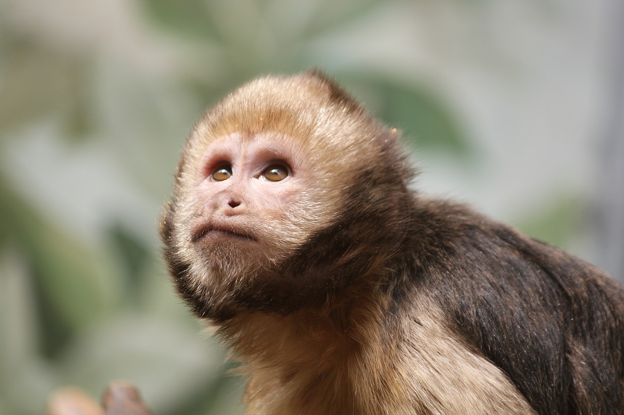 monkey fauna primate free photo