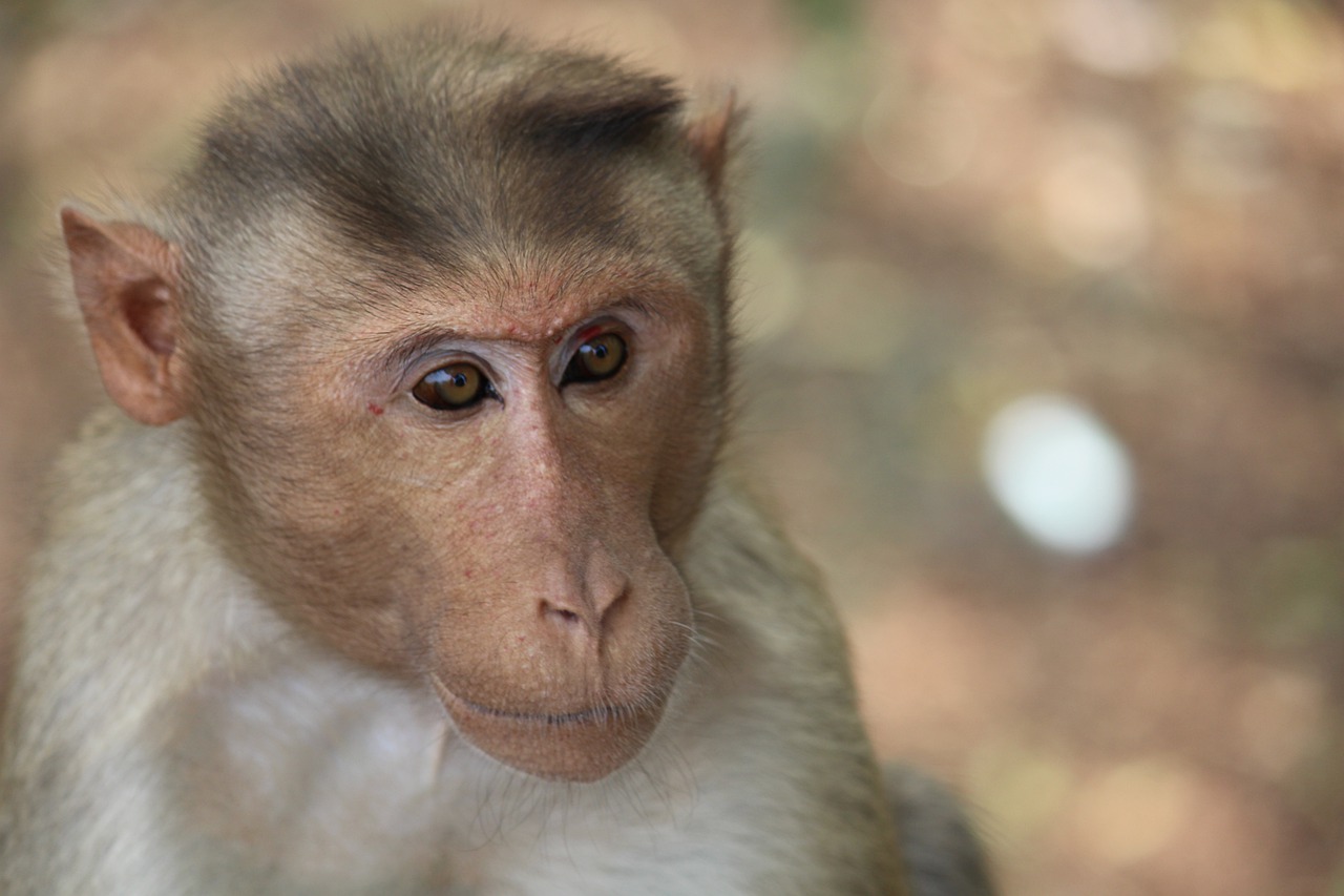 monkey primate mammal free photo