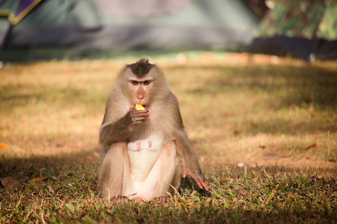 monkey monkey forest monkeys free photo