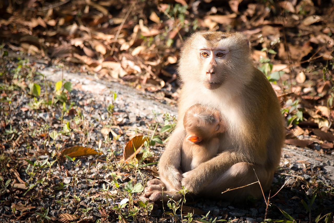 monkey monkey forest monkeys free photo