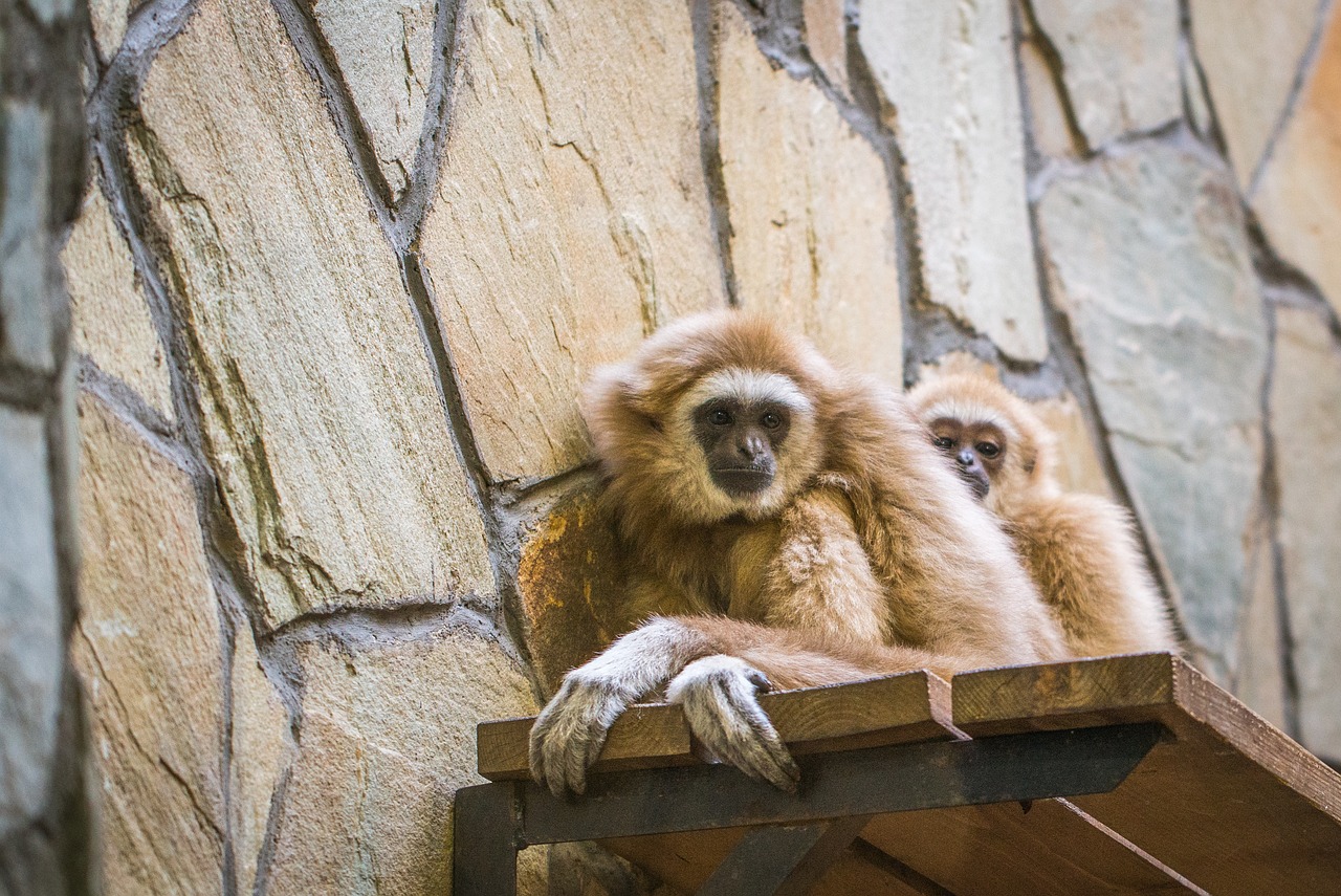 monkey mammals wood free photo