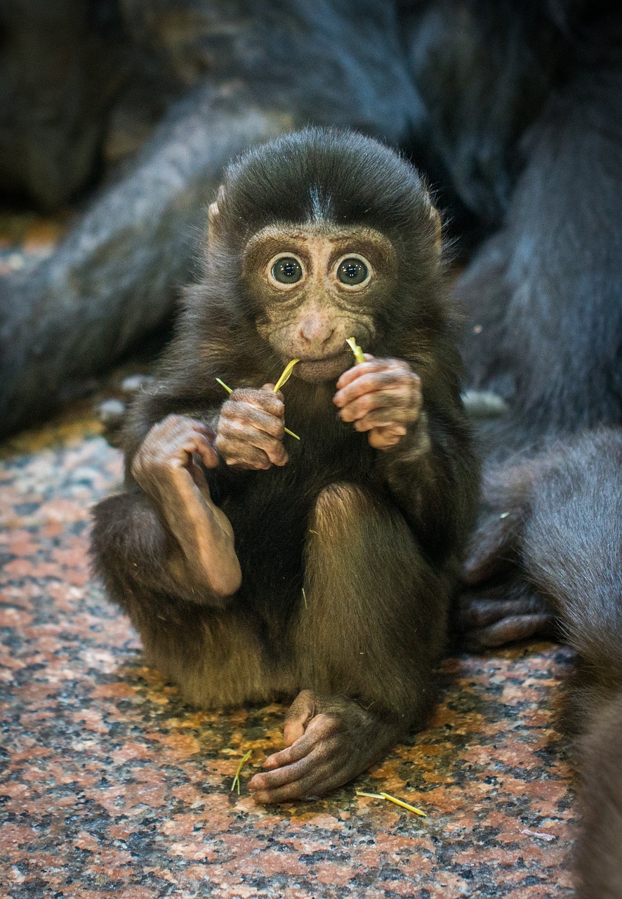 monkey primacy mammals free photo