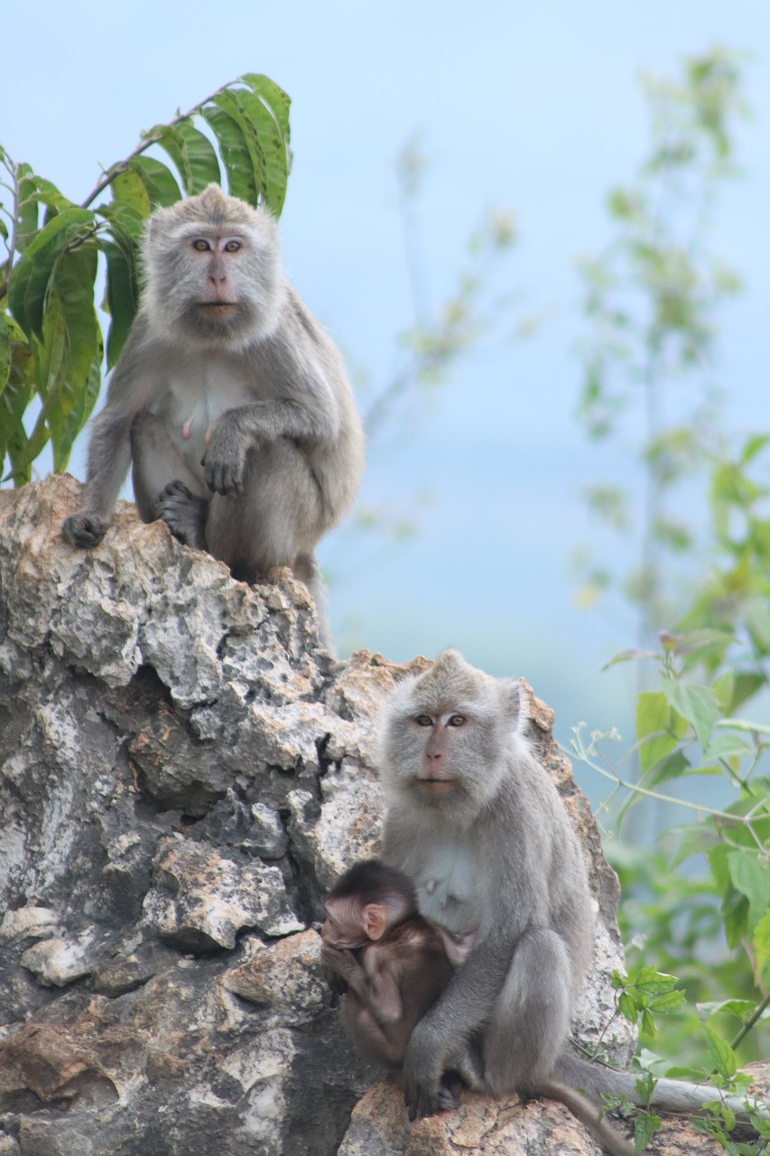 monkey nature animals free photo