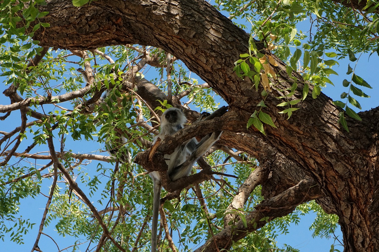 monkey tree free pictures free photo