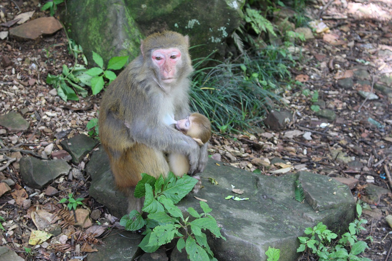 monkey wildlife nature free photo