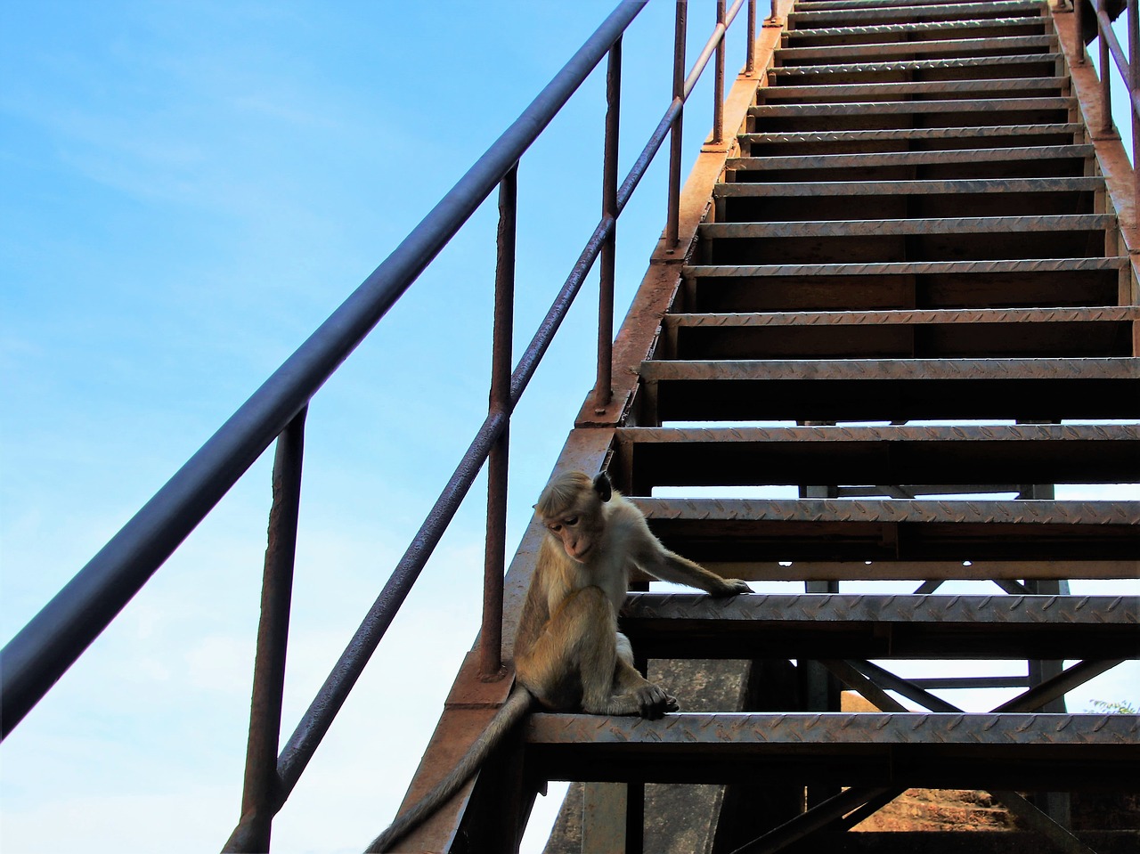 monkey animal stairs free photo
