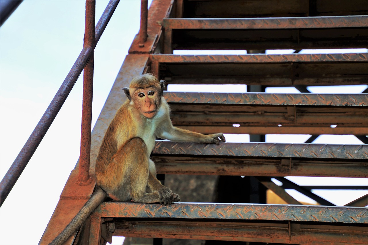 monkey primates travel free photo