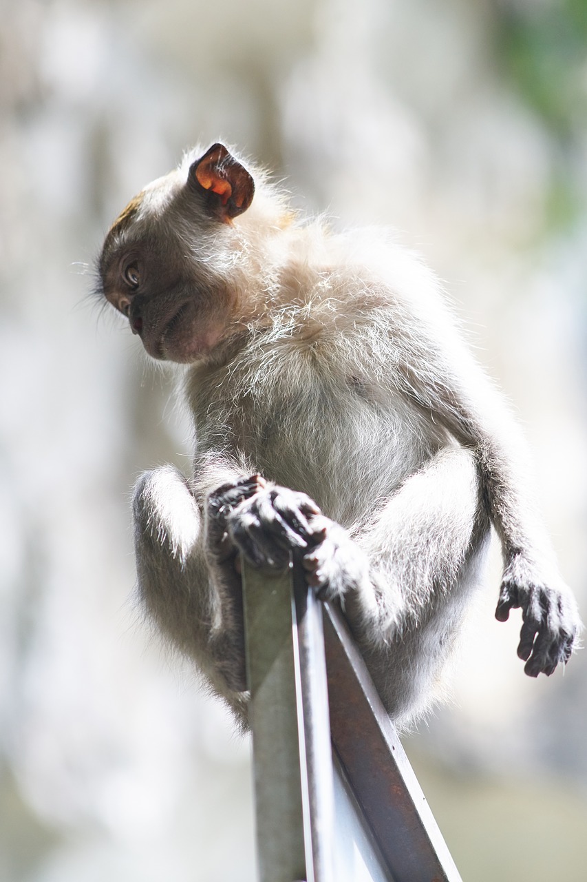 monkey animal wild free photo