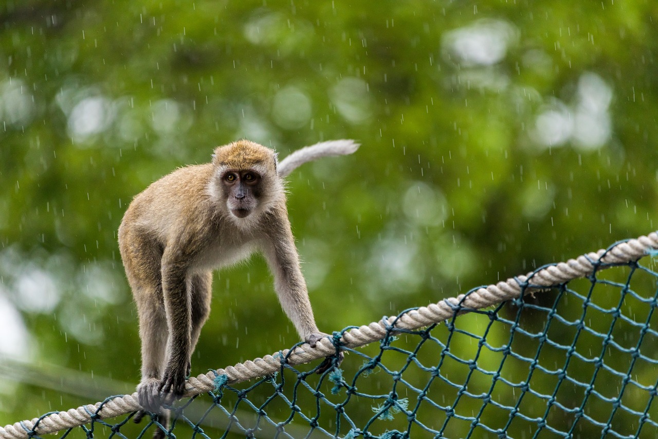 monkey primate animal world free photo