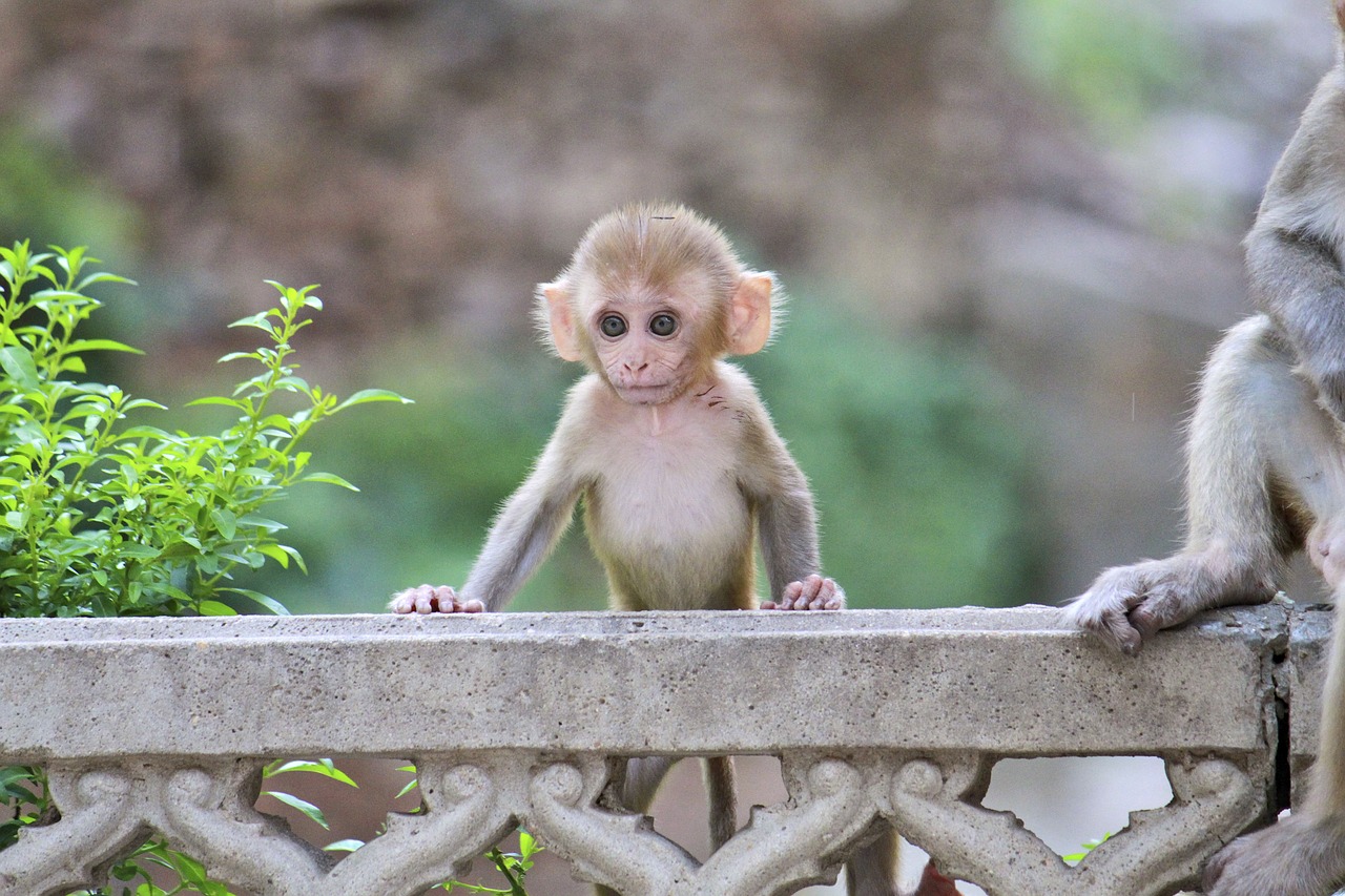 monkey animalia cute free photo