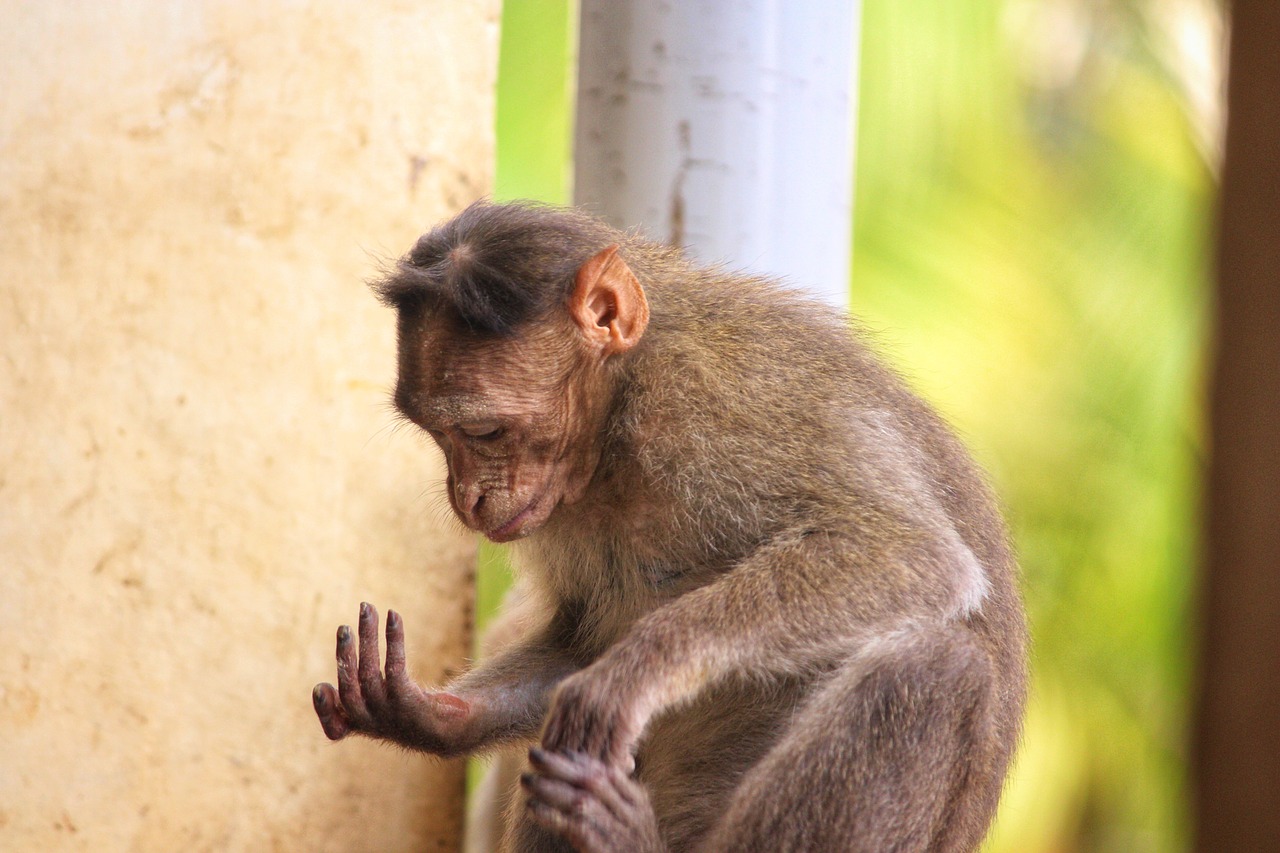 monkey primate ape free photo