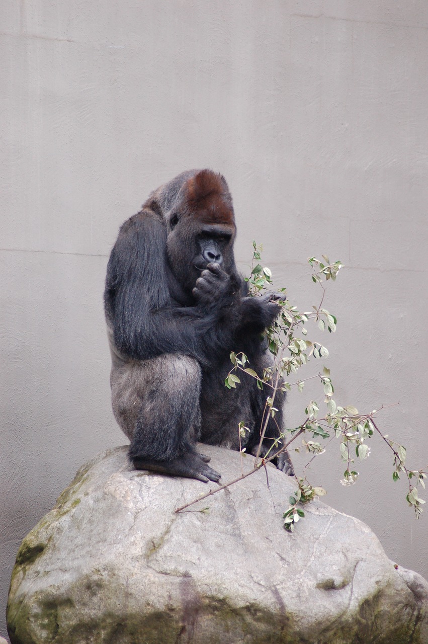 monkey primate ape free photo