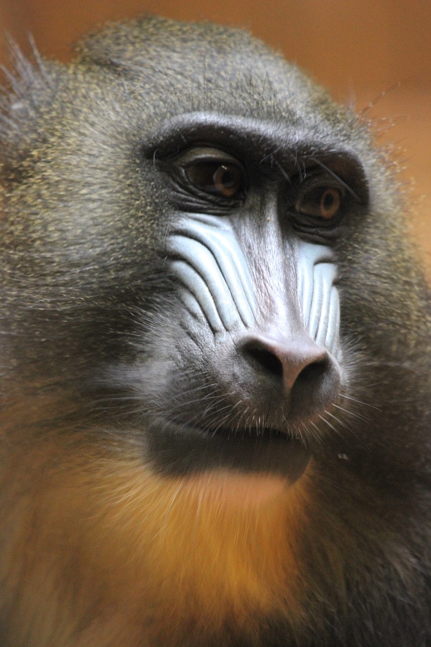 monkey animal world primate free photo