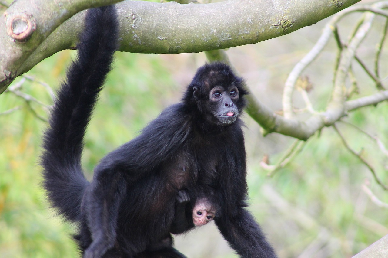 monkey primate mammal free photo