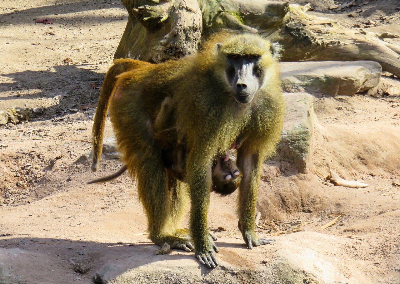 monkey primate animal free photo