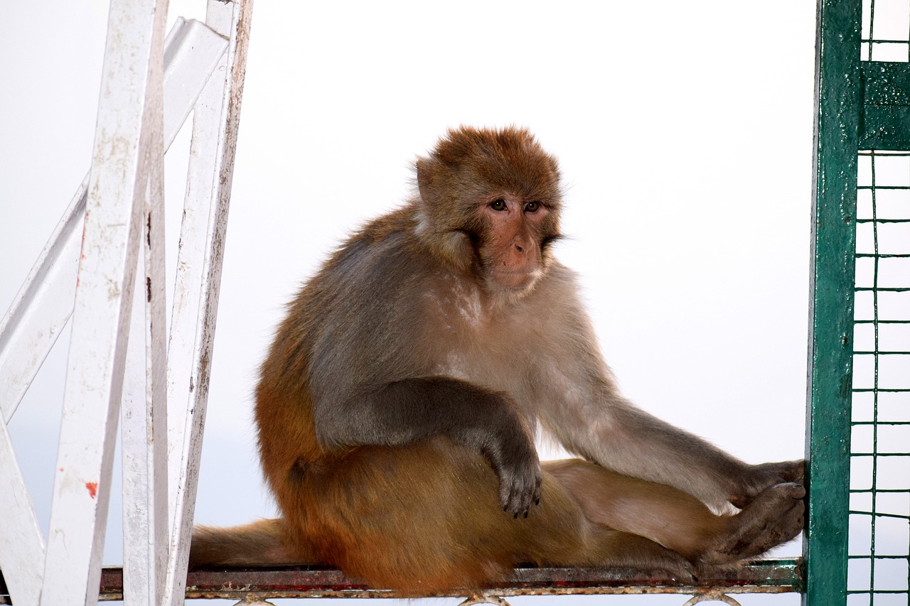 monkey mammal portrait free photo