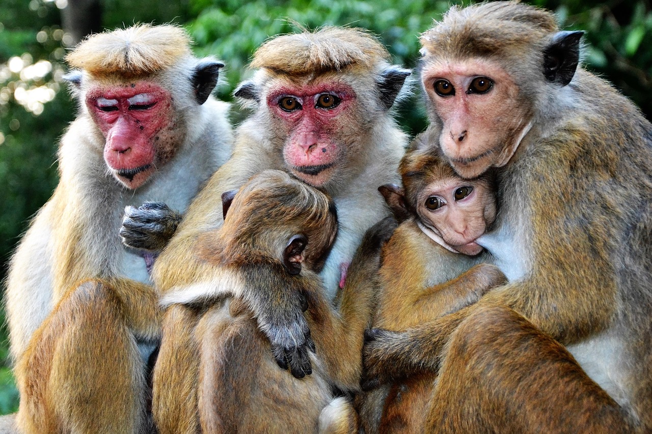 monkey mammal animal world free photo