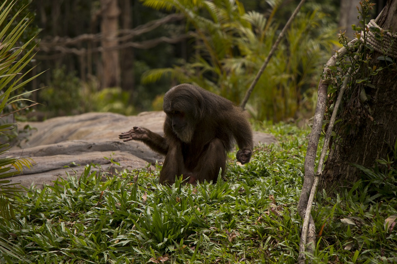 monkey  nature  green free photo