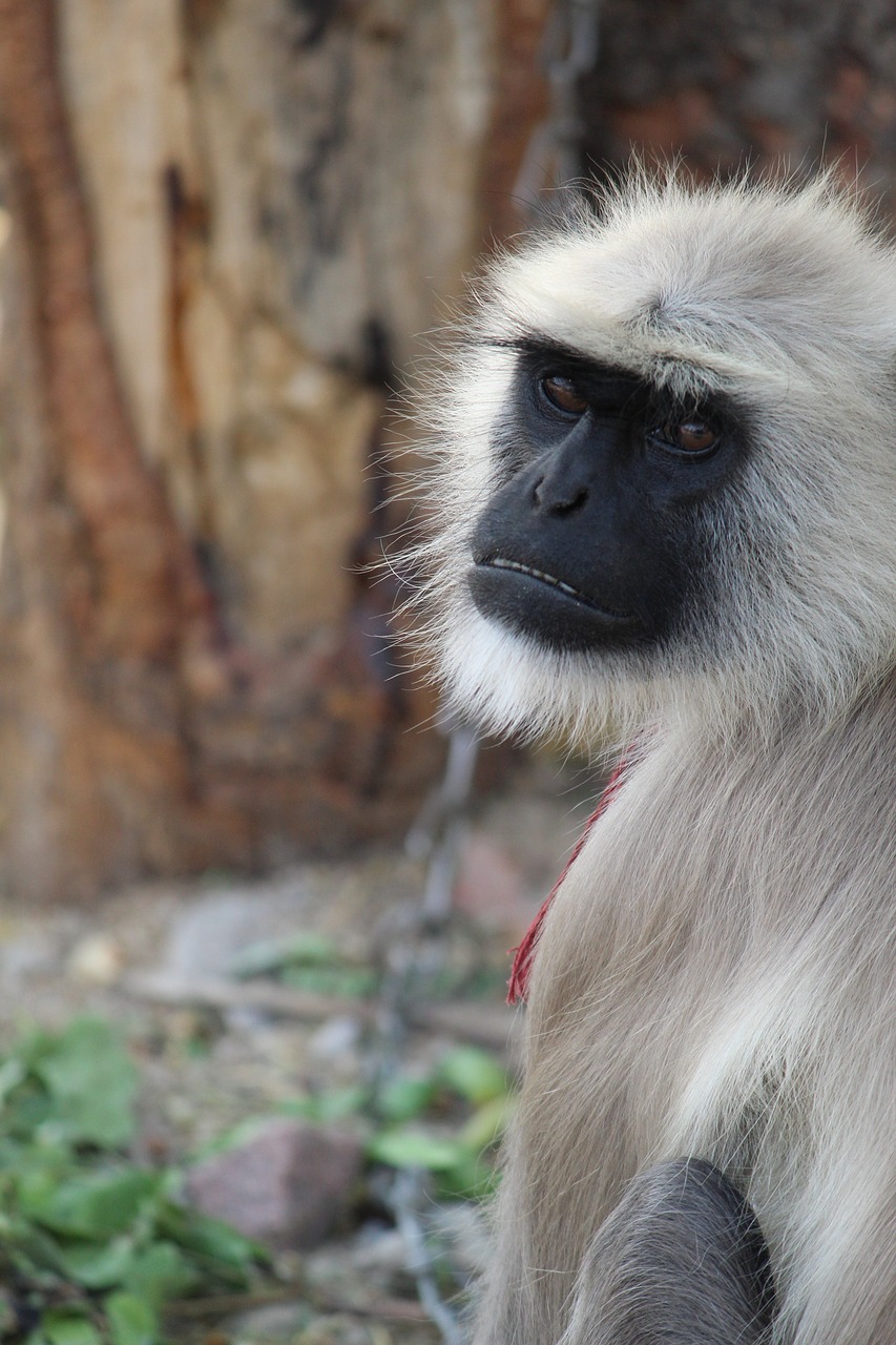 monkey  primate  wildlife free photo