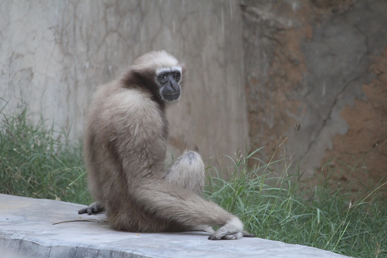 monkey  primates  wildlife free photo