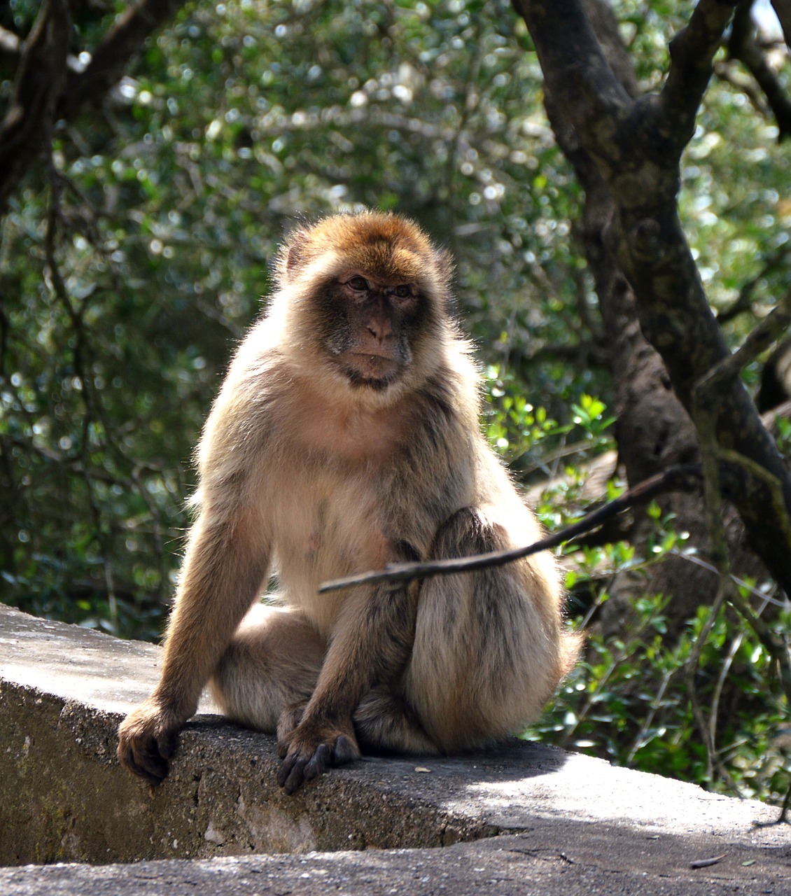 monkey  animal world  primate free photo