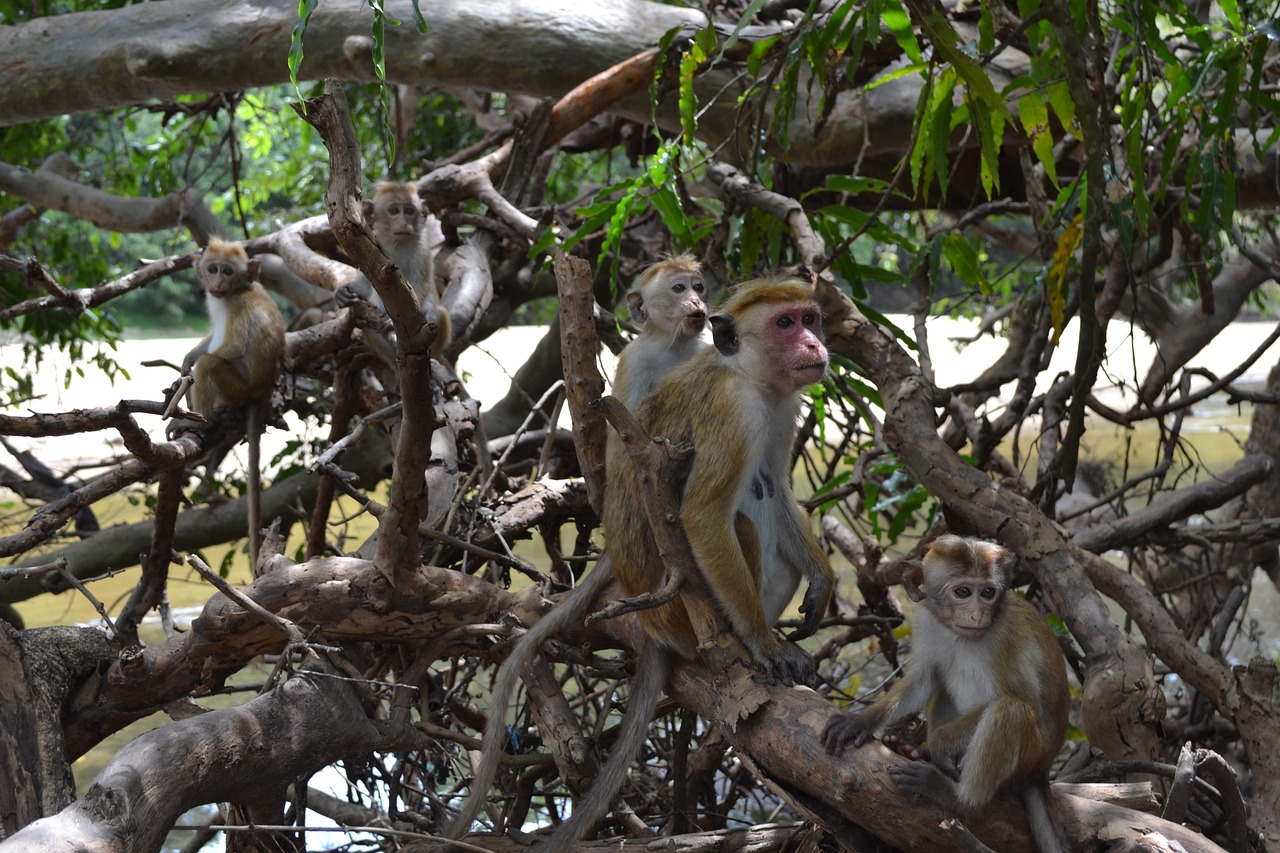 monkey  primacy  tree free photo