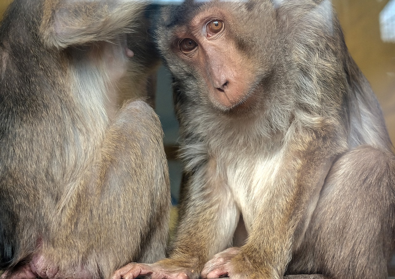 monkey  mammal  primate free photo