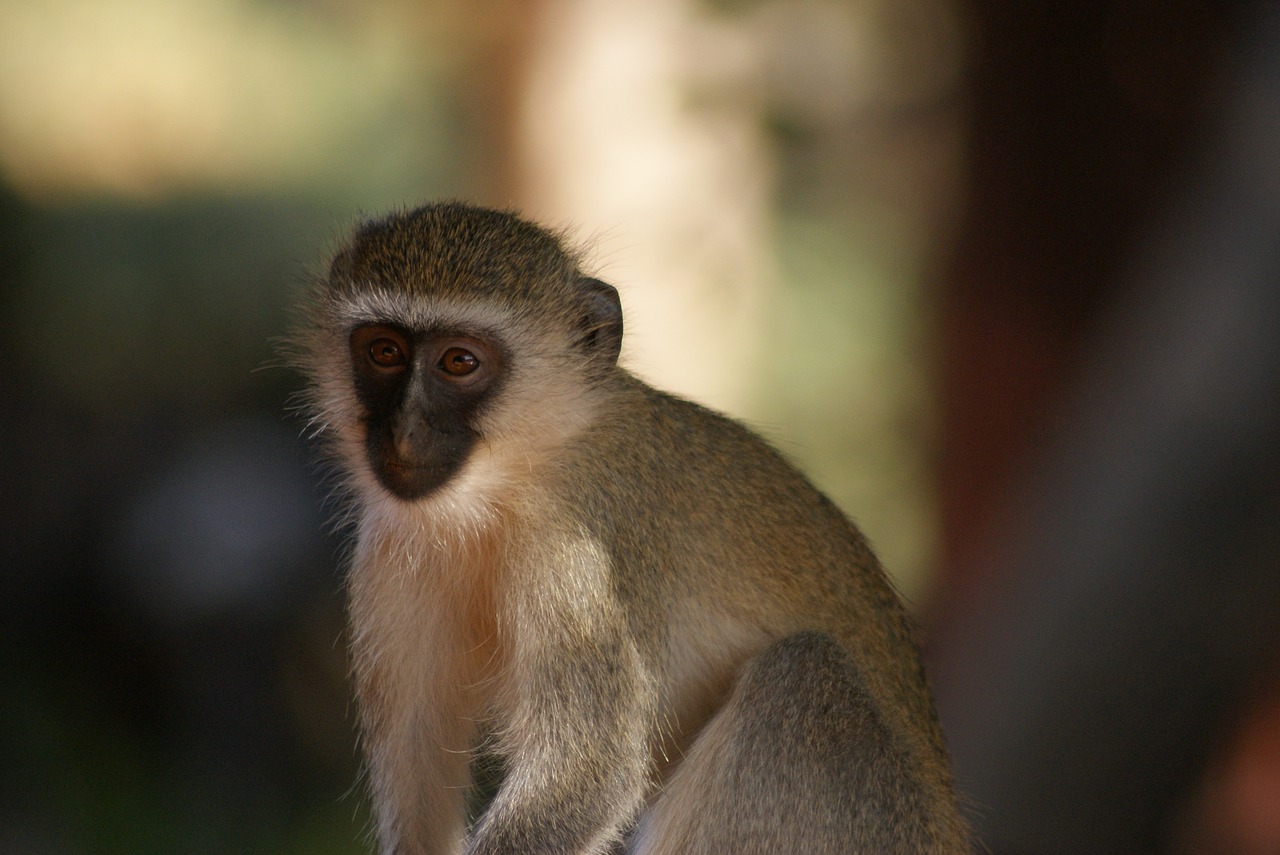 monkey  primate  animal world free photo