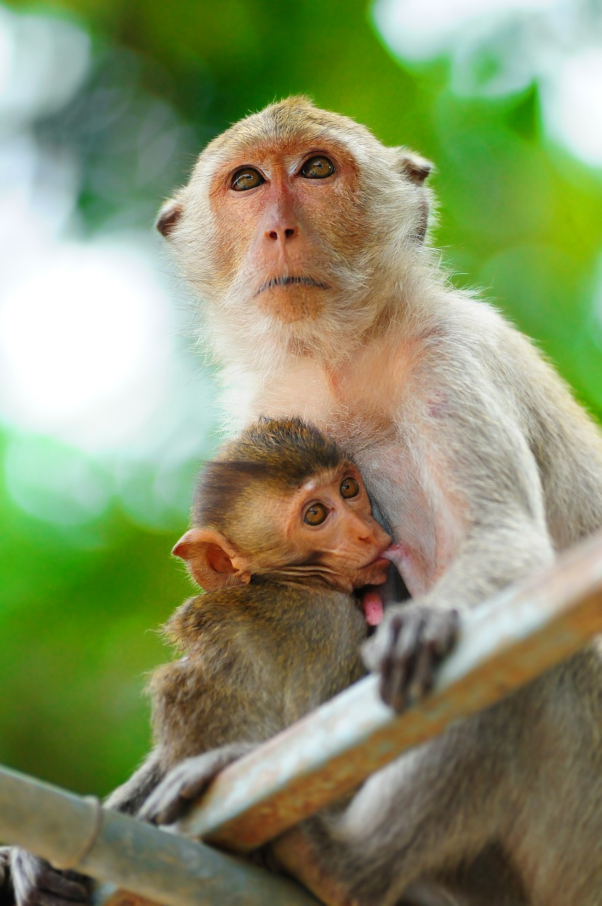 monkey  primate  macaque free photo