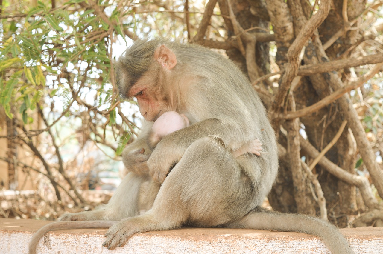 monkey  nature  tree free photo