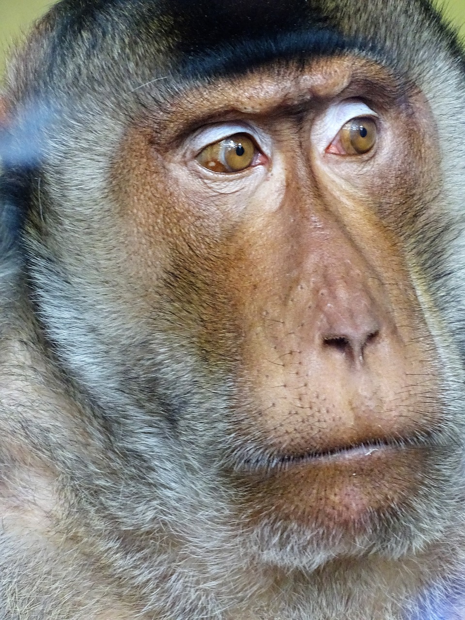 monkey  mammal  portrait free photo