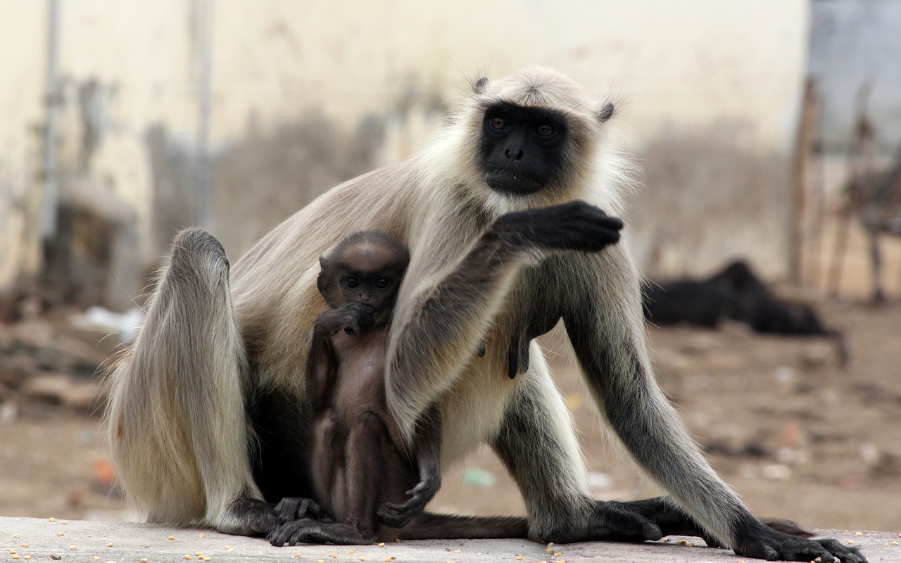 monkey  primate  mammal free photo