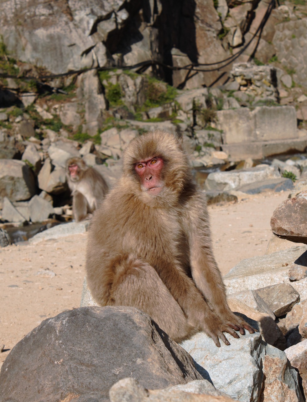 monkey  mammal  wildlife free photo