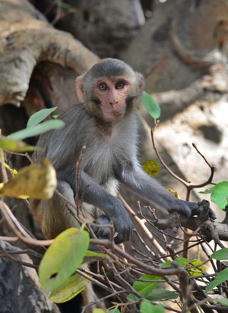 monkey  primate  ape free photo