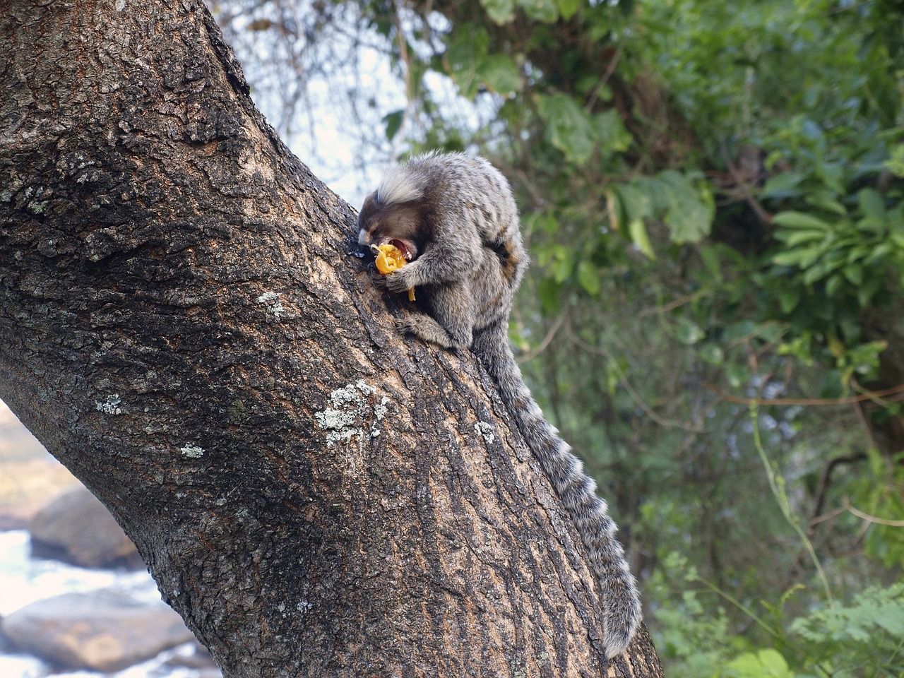 monkey  sagui  ape free photo