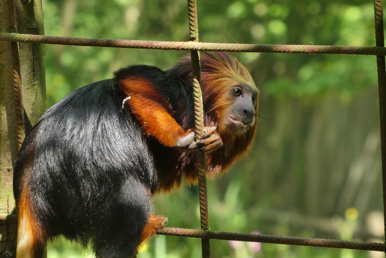 monkey  zoo  planckendael free photo